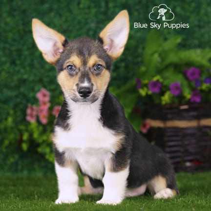 Pembroke Welsh Corgi puppy named Samson