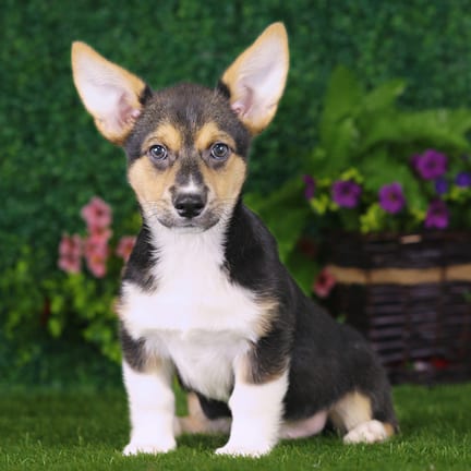 Pembroke Welsh Corgi puppy named Samson