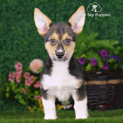 Pembroke Welsh Corgi puppy named Samson