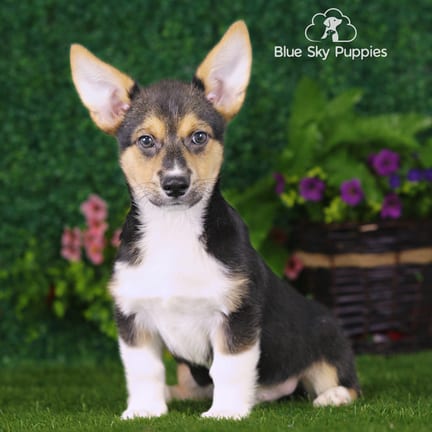Pembroke Welsh Corgi puppy named Samson