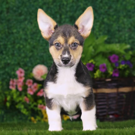 Pembroke Welsh Corgi puppy named Samson