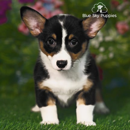 Pembroke Welsh Corgi puppy named Pixie