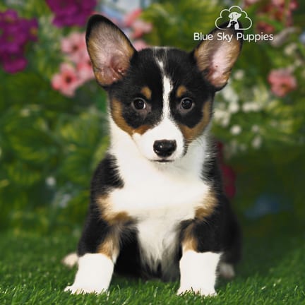 Pembroke Welsh Corgi puppy named Pixie