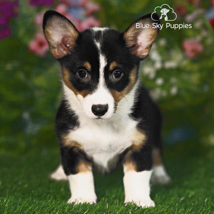 Pembroke Welsh Corgi puppy named Pixie