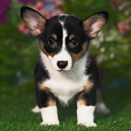 Pembroke Welsh Corgi puppy named Pixie