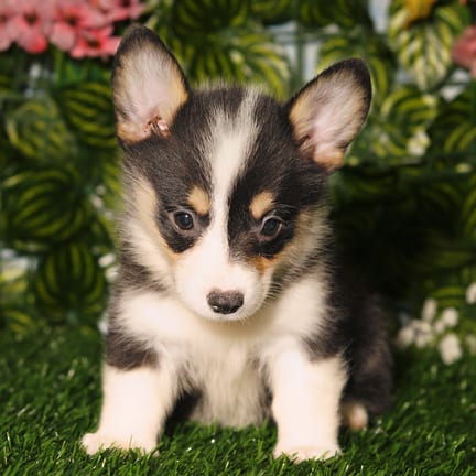 Pembroke Welsh Corgi puppy named Harrietta