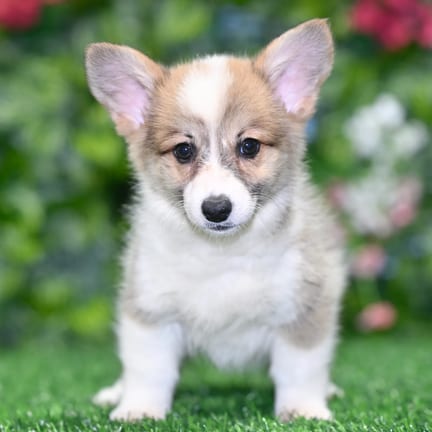 Pembroke Welsh Corgi puppy named Mack