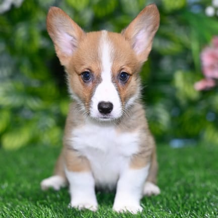 Pembroke Welsh Corgi puppy named Leia