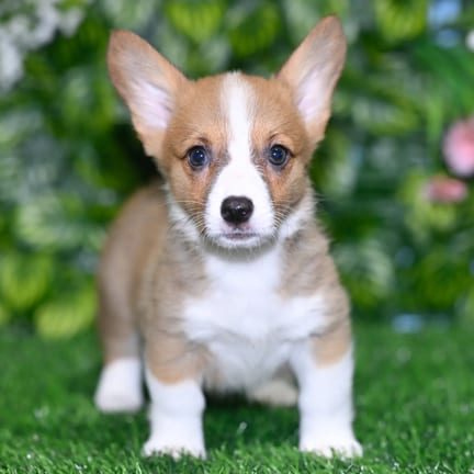 Pembroke Welsh Corgi puppy named Leia