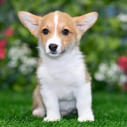Pembroke Welsh Corgi puppy named Foxy