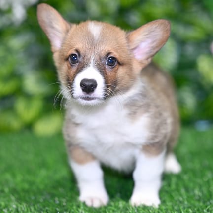Pembroke Welsh Corgi puppy named Titus
