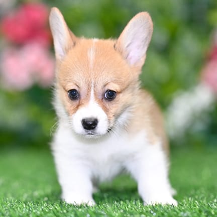 Pembroke Welsh Corgi puppy named Laika