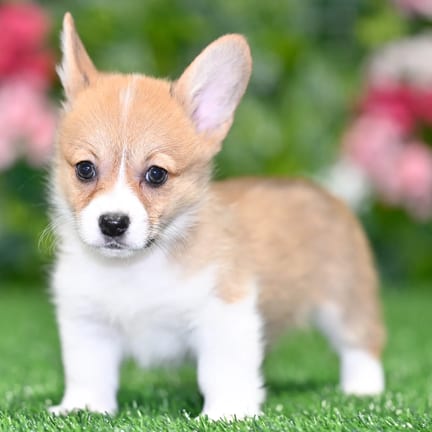 Pembroke Welsh Corgi puppy named Laika