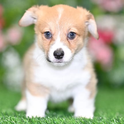 Pembroke Welsh Corgi puppy named Savannah