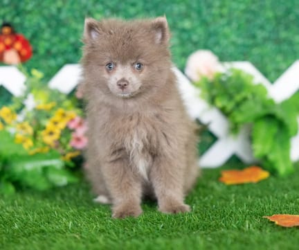 Pomeranian puppy named Emiko