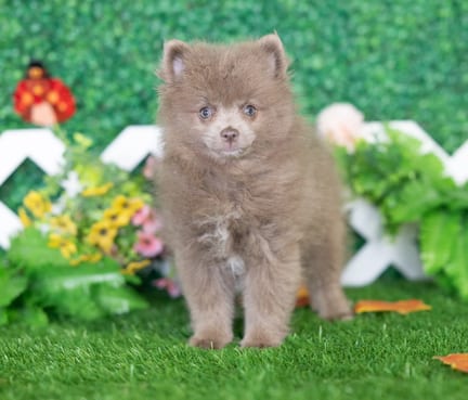 Pomeranian puppy named Emiko