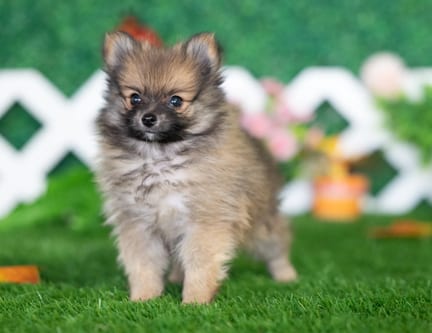 Pomeranian puppy named Thornton