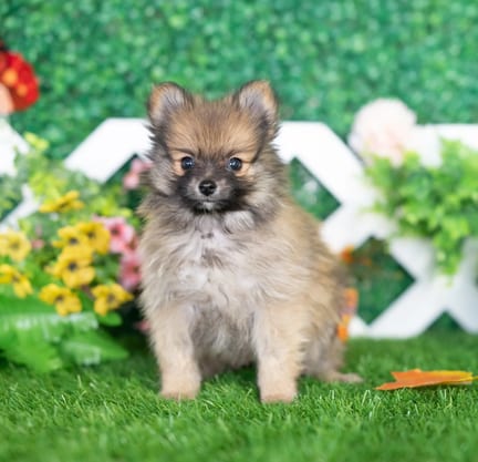 Pomeranian puppy named Thornton