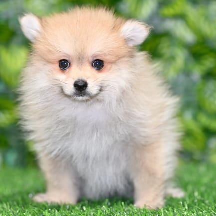 Pomeranian puppy named Stella