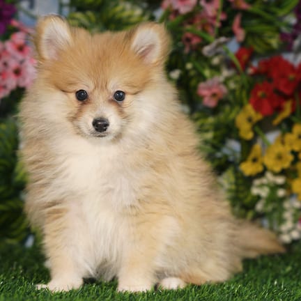 Pomeranian puppy named Elvis