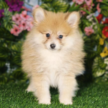 Pomeranian puppy named Elvis