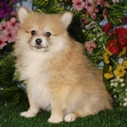 Pomeranian puppy named Elvis