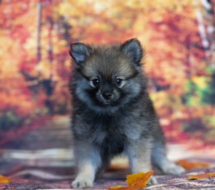 Pomeranian puppy named Ozzy