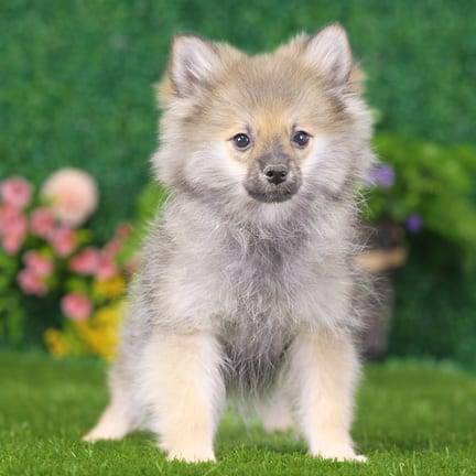 Pomeranian puppy named Ozzy
