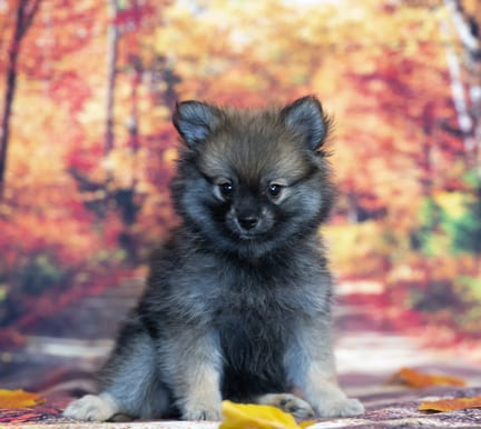 Pomeranian puppy named Ozzy