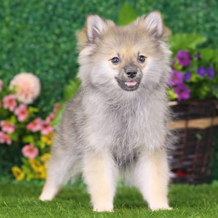 Pomeranian puppy named Ozzy