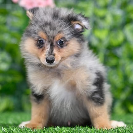 Pomeranian puppy named Langston