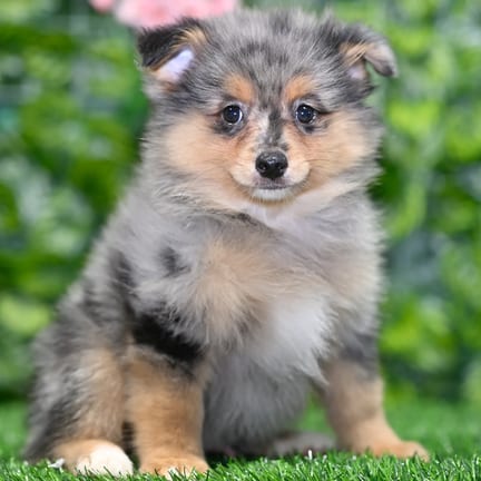 Pomeranian puppy named Langston