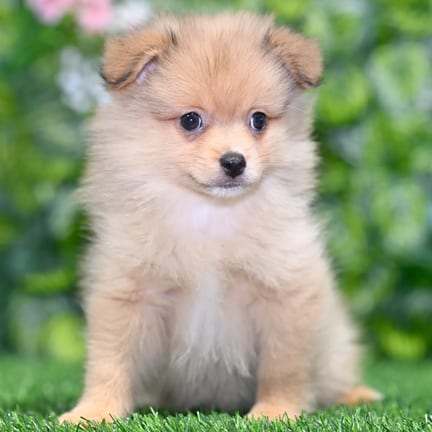 Pomeranian puppy named Smoky