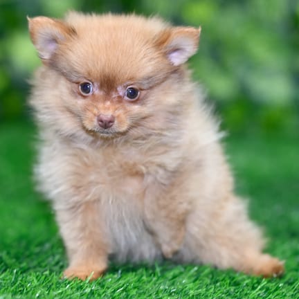 Pomeranian puppy named Jackson