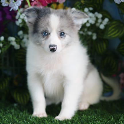 Pomeranian puppy named Jerry