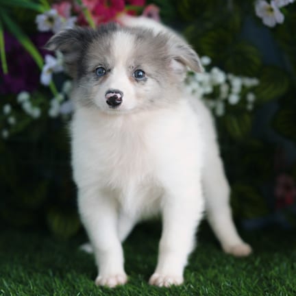 Pomeranian puppy named Jerry