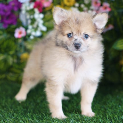 Pomeranian puppy named Flint