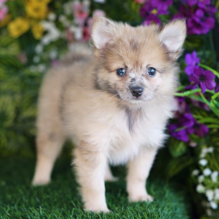 Pomeranian puppy named Flint