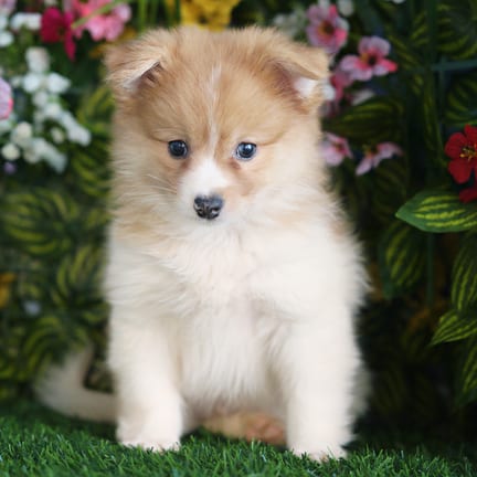 Pomeranian puppy named Peanut