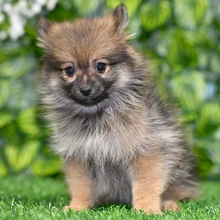 Pomeranian puppy named Layla