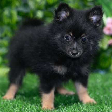 Pomeranian puppy named Maxwell