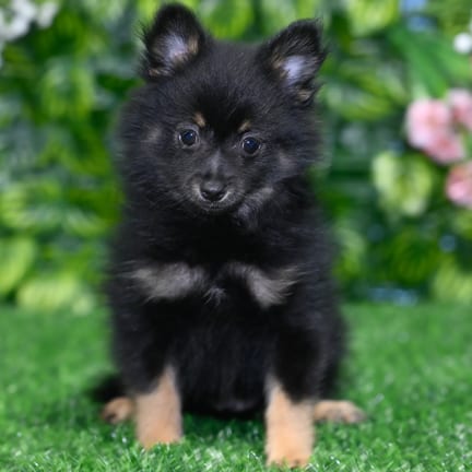 Pomeranian puppy named Maxwell