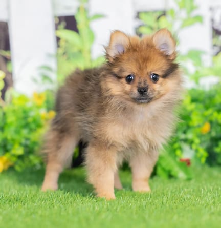 Pomeranian puppy named India