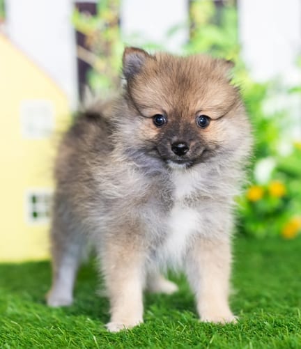 Pomeranian puppy named Brie