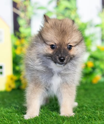 Pomeranian puppy named Brie
