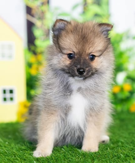 Pomeranian puppy named Brie