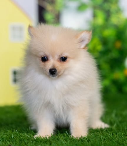 Pomeranian puppy named Astrid
