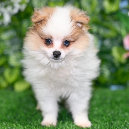 Pomeranian puppy named Dixon