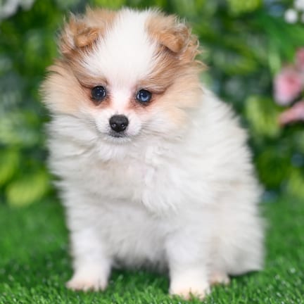 Pomeranian puppy named Dixon