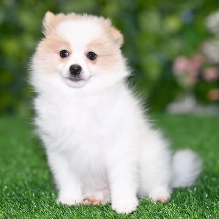 Pomeranian puppy named Vera